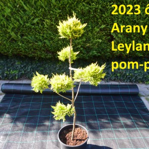2023_osz_pom-pom_Arany_Leylandii_pom-pom