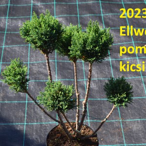 2023_osz_pom-pom_Ellwoodii