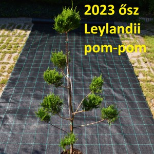 2023_osz_pom-pom_Leylandii_pom-pom