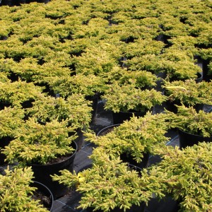 Juniperus-com.-Gold-Schatz-2
