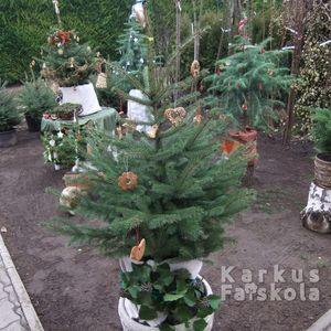 2015karifacsoport2