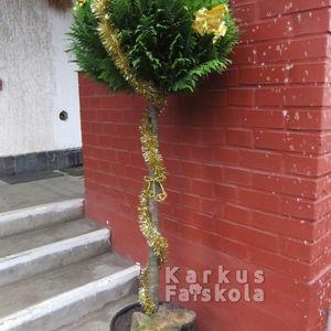 2015karifacsoportaranyStardustarany