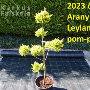 2023_osz_pom-pom_Arany_Leylandii_pom-pom