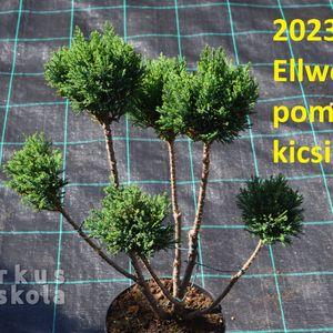 2023_osz_pom-pom_Ellwoodii