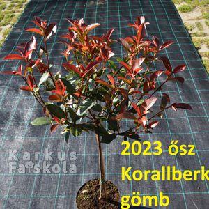 2023_osz_pom-pom_korallberkenye_gombre nevelt