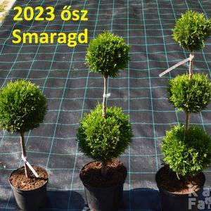 2023_osz_pom-pom smaragd_3fele