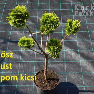 2023_osz_pom-pom_Stardust_pom-pom_kicsi