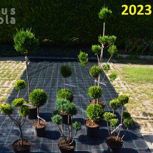 2023_osz_pom-pom_tujaesciprusfélék