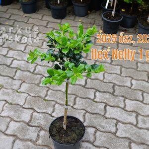 2025_osz_Ilex_Nelly_1gombos