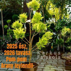 2025osz_pom-pom_Arany_Leyl