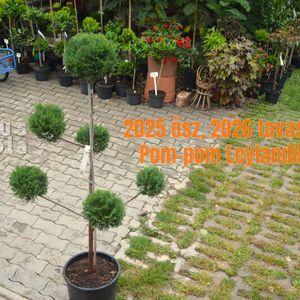 2025osz_Pom-pom_Leylandii