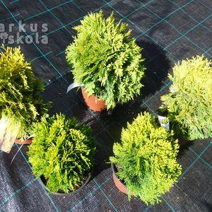 Thuja_maria_5db_2016
