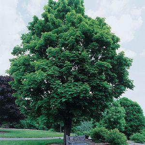 ACER-PLATANOIDES