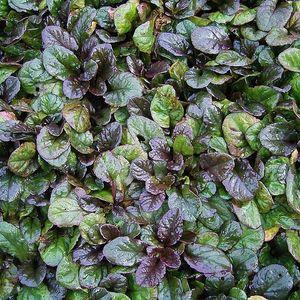 ajuga