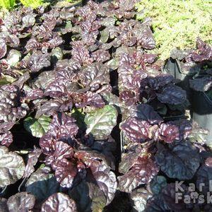 ajuga_cs_1
