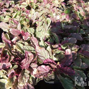 ajuga_cs_2