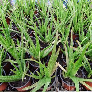 Aloe Vera cserepek