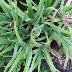 aloekozepes