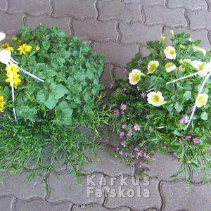 Ampolnamix_16_8