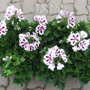Angolmusi_16_1