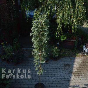 arany_koris_2024_osz_1