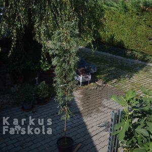 arany_koris_2024_osz_4