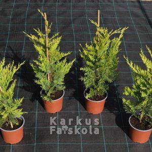 Arany_Leylandii_60/80_4db