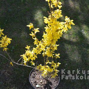 Aranyeso_20200322_1db