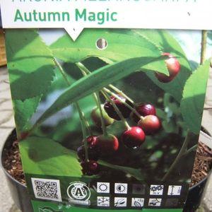 Arónia_autumnmagic_cimke