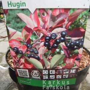 Arónia_hugin_cimke