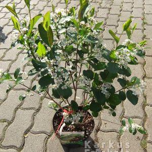 aronia_virag_16b