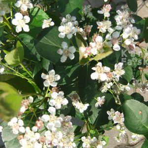 aronia_viragkozeli_16b