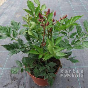 Astilbe1dbbimbós