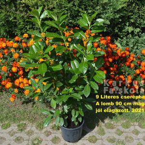 Babérmeggy_9L_2021osz
