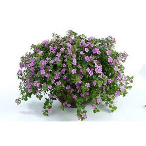 bacopa_n2