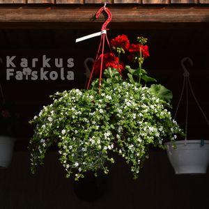 Bakopamuskátli 2024 kaspós sötétháttér