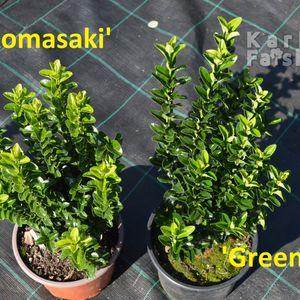 Benkomassaki_vs_Greenspire
