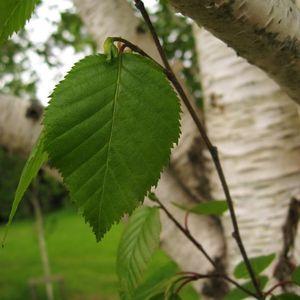 Betula_utilis_J