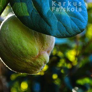 Birs 2025 gyümölcs közeli 1