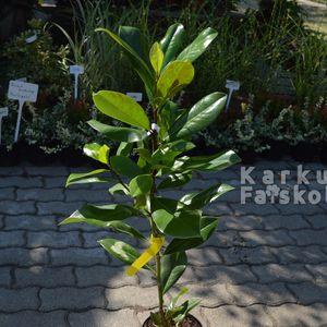 Blanchard_2024_osz