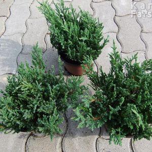 BlueForest_cs3