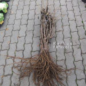 bodzakoteg