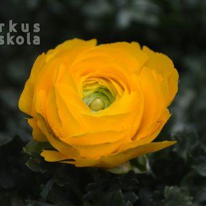 Boglárka_2025_sárga_kozeli