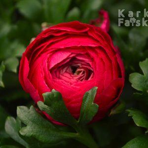 Bolárka_2025_piros_kozeli