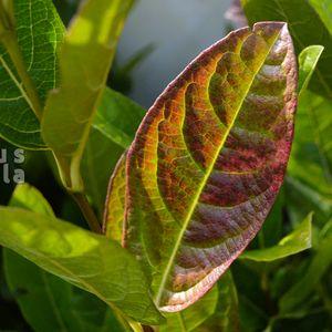BrandyWine_levél_20250828