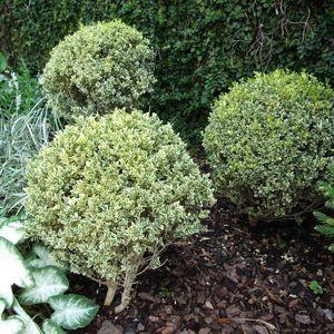buxus_variegata_n