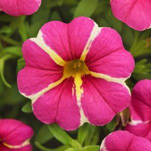 calibrachoa_r_csikos n