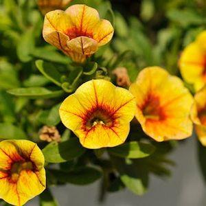 Calibrachoa_sárga_n