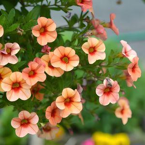 Calibrachoa thumb n