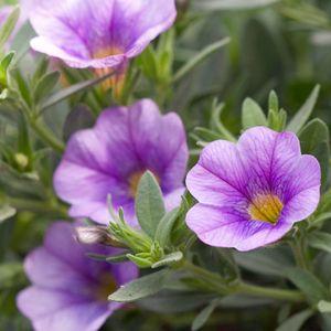 calibrachoa vlila n